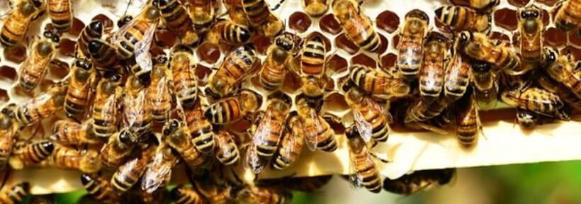 У Чехії бджоли допомагають стежити за якістю повітря в аеропортах