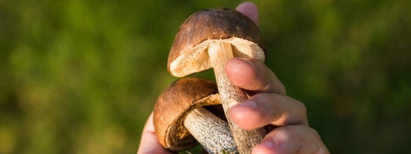 У Чехії придумали програму для розпізнавання грибів